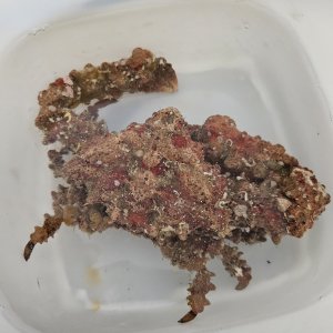 画像: 《近海産甲殻類》熊野灘産のカルイシガニ（XLサイズ）・・・ハンドコート採取