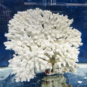 画像: 《風化サンゴ類》　飾りサンゴ（ミドリイシ）