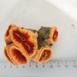 画像2: 《近海産海洋生物》ハナタテ（集合体タイプ）のビッグサイズ‥（室内灯程度で十分です）…各単体が非常に大きくおすすめです！！