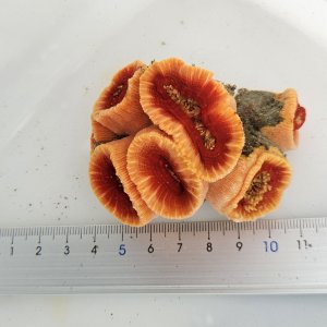 画像: 《近海産海洋生物》ハナタテ（集合体タイプ）のビッグサイズ‥（室内灯程度で十分です）…各単体が非常に大きくおすすめです！！