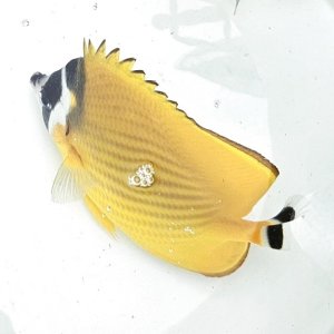 画像: 《近海産海水魚》チョウチョウウオ類のハイブリッド（ツキチョウ×チョウハン？）（熊野灘産）