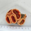 画像3: 《近海産海洋生物》ハナタテ（集合体タイプ）のビッグサイズ‥（室内灯程度で十分です）…各単体が非常に大きくおすすめです！！