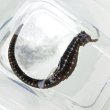 画像1: 《近海産海水魚》【南伊勢産ワイルド個体】タカクラタツ（画像の個体です）・・・ハンドコート採取