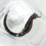 画像: 《近海産海水魚》【南伊勢産ワイルド個体】タカクラタツ（画像の個体です）・・・ハンドコート採取
