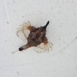 画像3: 《近海産海水魚》【珍】ウミテング‥当店ハンドコート