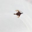 画像5: 《近海産海水魚》【珍】ウミテング‥当店ハンドコート