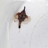 画像: 《近海産海水魚》【珍】ウミテング‥当店ハンドコート