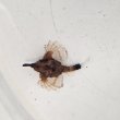 画像4: 《近海産海水魚》【珍】ウミテング‥当店ハンドコート