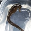 画像2: 《近海産海水魚》【南伊勢産ワイルド個体】タカクラタツ（画像の個体です）・・・ハンドコート採取