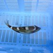 画像3: 《近海産海水魚》【ウルトラレア】イトヒキオキハギ…ハンドコート採取