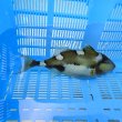画像2: 《近海産海水魚》【ウルトラレア】イトヒキオキハギ…ハンドコート採取