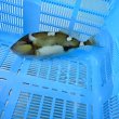 画像6: 《近海産海水魚》【ウルトラレア】イトヒキオキハギ…ハンドコート採取