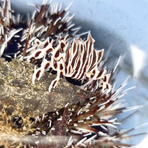 画像: 《近海産甲殻類》ゼブラガニ…ハンドコート採取
