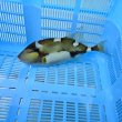 画像5: 《近海産海水魚》【ウルトラレア】イトヒキオキハギ…ハンドコート採取