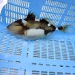 画像10: 《近海産海水魚》【ウルトラレア】イトヒキオキハギ…ハンドコート採取