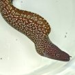 画像2: 《近海産海水魚》☆熊野灘産☆〈激レア種〉ワタユキウツボ…2022年に新種登録されたウツボです！！