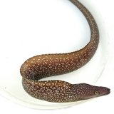 画像: 《近海産海水魚》☆熊野灘産☆〈激珍種〉ワタユキウツボ…2022年に新種登録されたウツボです！！
