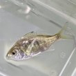 画像1: 《近海産》ホソイトヒキサギ（？）幼魚…当店ハンドコート採取