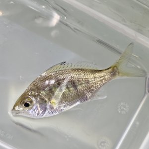 画像: 《近海産》ホソイトヒキサギ（？）幼魚…当店ハンドコート採取