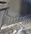 画像3: 《近海産》ホソイトヒキサギ（？）幼魚…当店ハンドコート採取