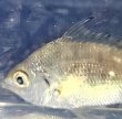 画像2: 《近海産》ホソイトヒキサギ（？）幼魚…当店ハンドコート採取