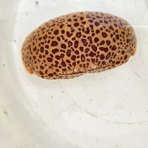 画像: 《近海産甲殻類》マルソデカラッパ（ドットカラー）…レアー模様‥特別セール中商品（期間限定）