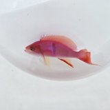 画像: 《近海産海水魚》【珍】アカオビハナダイ雄（画像の個体です）・・当店ハンドコート採取