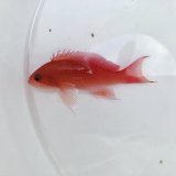 画像: 《近海産海水魚》【珍】アカオビハナダイ（画像の個体です）・・当店ハンドコート採取