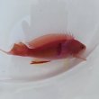 画像4: 《近海産海水魚》【珍】アカオビハナダイ雄（画像の個体です）・・当店ハンドコート採取