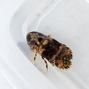 画像: 《近海産甲殻類》キタンヒメセミエビ(画像の個体です)ハンドコート採取