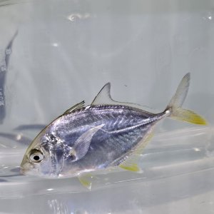 画像: 《近海産海水魚》オニヒラアジ幼魚（激レア）…当店ハンドコート採取