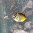 画像2: 《近海産海水魚》フウライチョウチョウウオ幼魚の2匹セット…当店ハンドコート採取(熊野灘産)