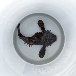 画像: 《近海産海水魚》オニオコゼ　(Lサイズ）画像の個体です・・・ハンドコート採取