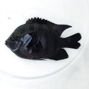 画像: 《近海産海水魚》【珍入荷】テンジクスズメダイ‥