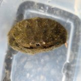 画像: 《近海産甲殻類》ソデカラッパ…ハンドコート採取