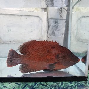 画像: 《近海産海水魚》熊野灘産・・・アザハタ（Lサイズ）画像の激美個体です…ハンドコート採取