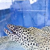 画像: 《近海産海水魚》☆熊野灘産☆ニセゴイシウツボの極太個体（画像の個体です）XLサイズ…ハンドコート採取