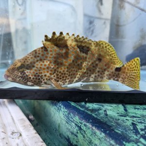 画像: 《近海産海水魚》ノミノクチの激美個体（画像の個体です）…当店ハンドコート採取