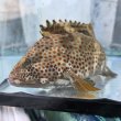 画像3: 《近海産海水魚》ノミノクチの激美個体（画像の個体です）…当店ハンドコート採取