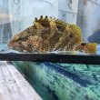 画像2: 《近海産海水魚》ノミノクチの激美個体（画像の個体です）…当店ハンドコート採取