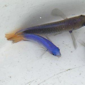 画像: 《近海産海水魚》ソラスズメダイ…ハンドコート採取