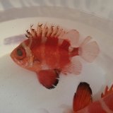 画像: 《深海性海水魚》☆★☆クルマダイ(MLサイズ)画像の個体です…・・