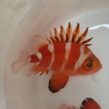 画像: 《深海性海水魚》☆★☆クルマダイ(MLサイズ)画像の美個体です…・・