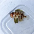 画像2: 《近海産海水魚》ゴマヒレキントキ(幼魚サイズ)画像の個体です…ハンドコート採取