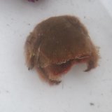 画像: 《近海産甲殻類》カイカムリ科の1種(画像の個体です)　同定難…当店ハンドコート採取