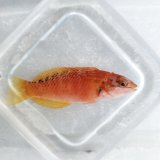 画像: 《近海産海水魚》アカササノハベラ…ハンドコート