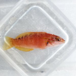 画像: 《近海産海水魚》アカササノハベラ…ハンドコート