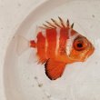画像3: 《深海性海水魚》☆★☆クルマダイ(Mサイズ)画像の個体です…・・