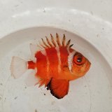 画像: 《深海性海水魚》☆★☆クルマダイ(Mサイズ)画像の個体です…・・