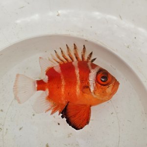 画像: 《深海性海水魚》☆★☆クルマダイ(Mサイズ)画像の個体です…・・